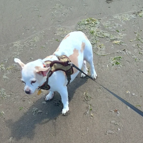 🏖️🌞🐕 Texas's Beach Day - Picture 4 of 16